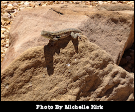 Photography Lizzard On A Rock